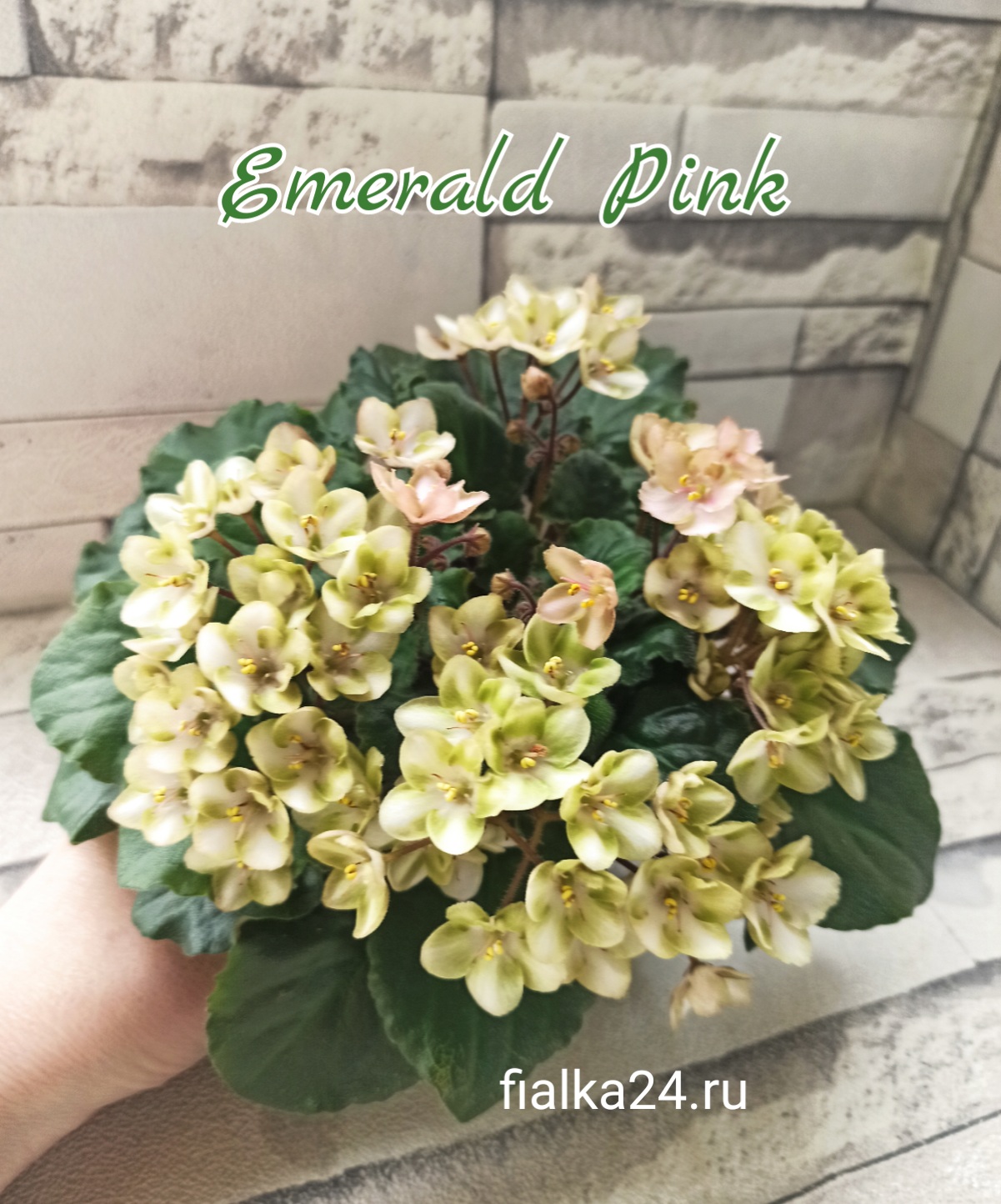 Emerald Pink (LLG/Sorano)