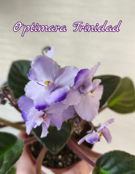 Optimara Trinidad (Holtkamp)