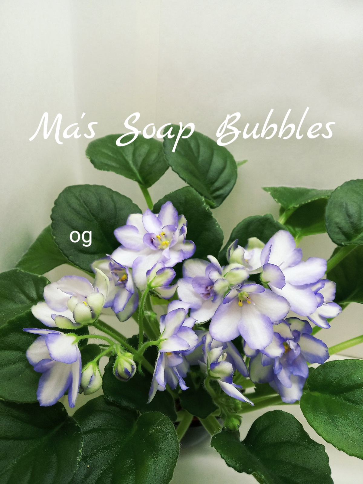 Ma’s Soap Bubbles (Robinson)