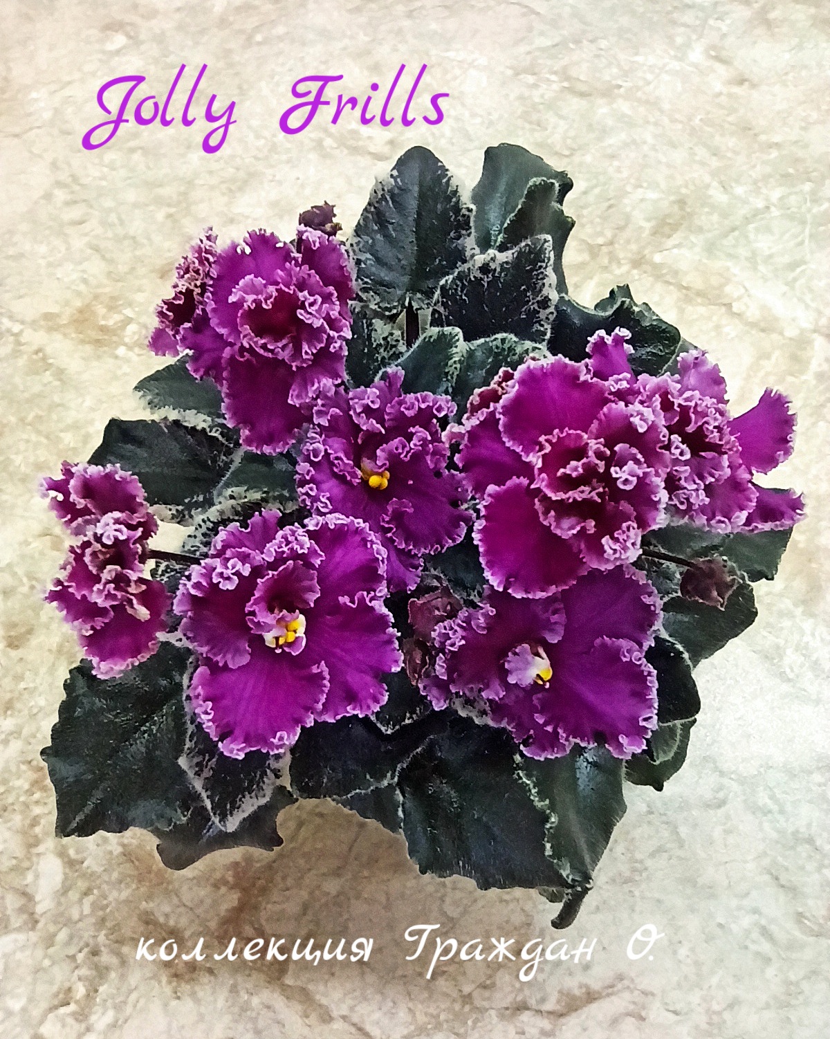 Jolly Frills (Pittman)