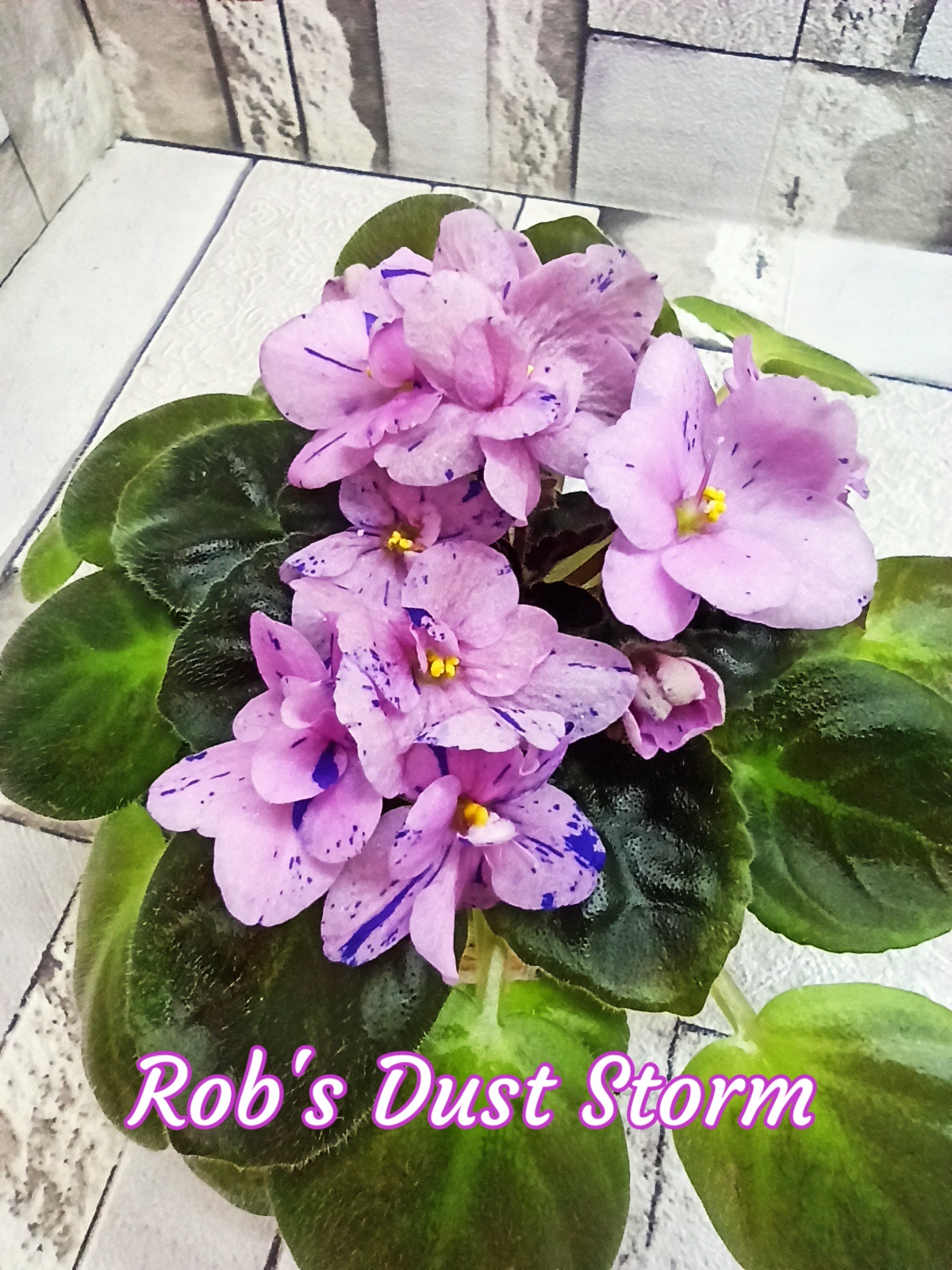 Rob's Dust Storm (Robinson)