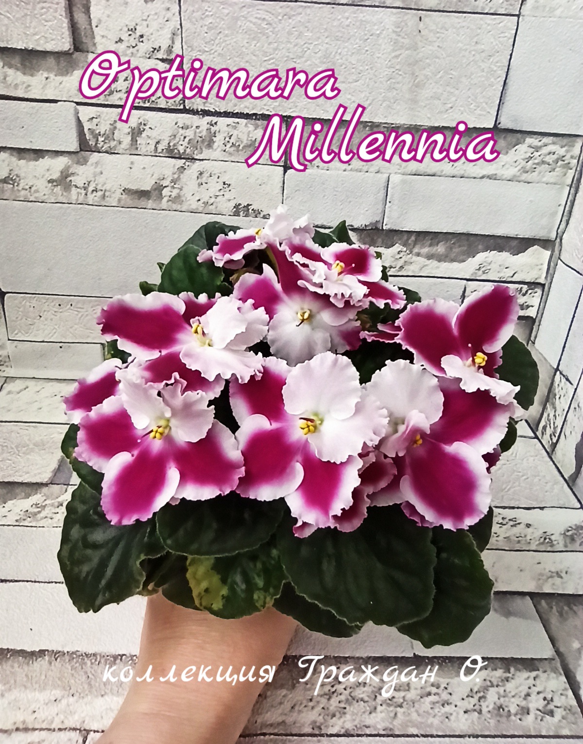 Optimara Millennia (Holtkamp)