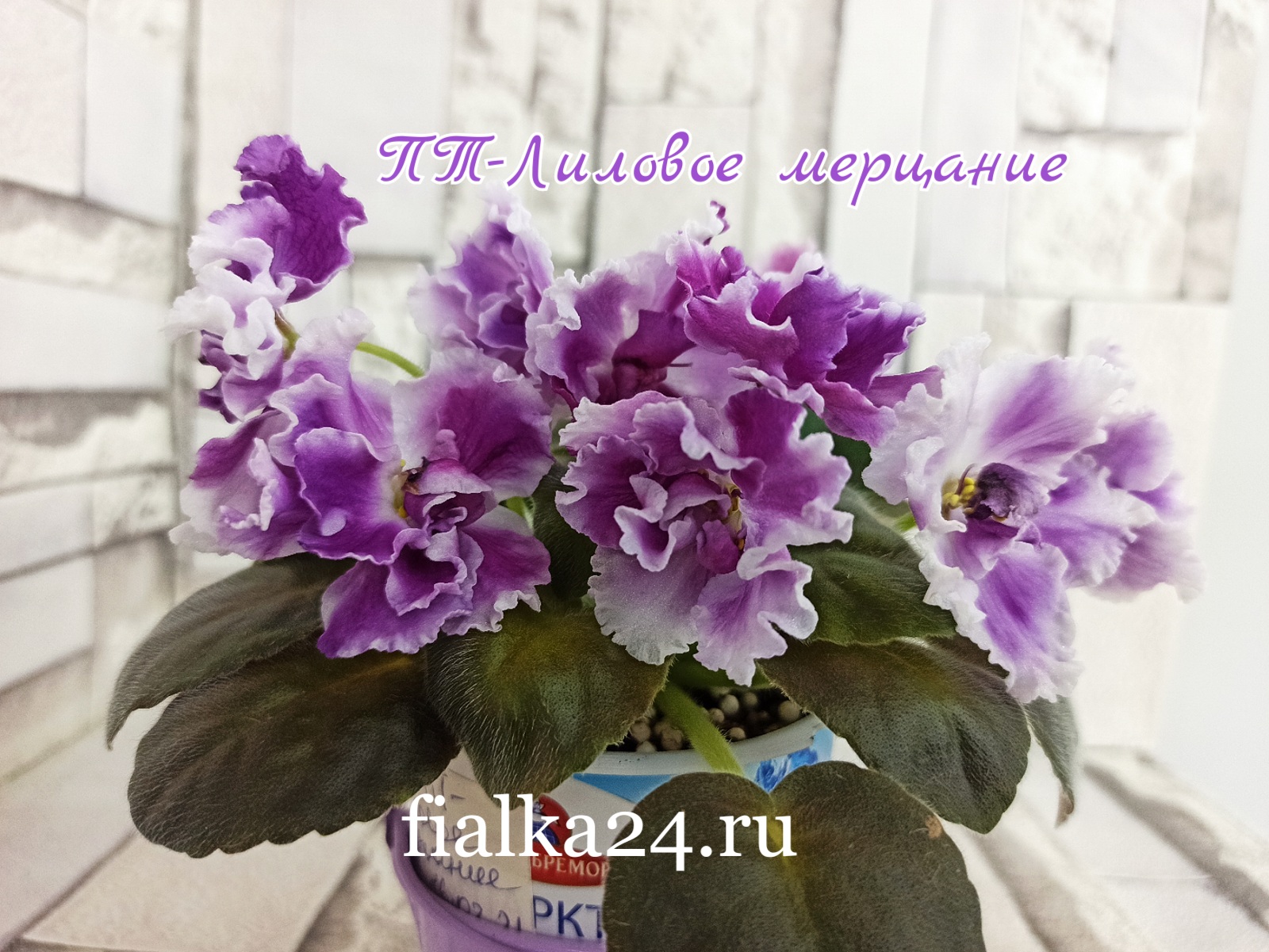 ПТ-Лиловое Мерцание