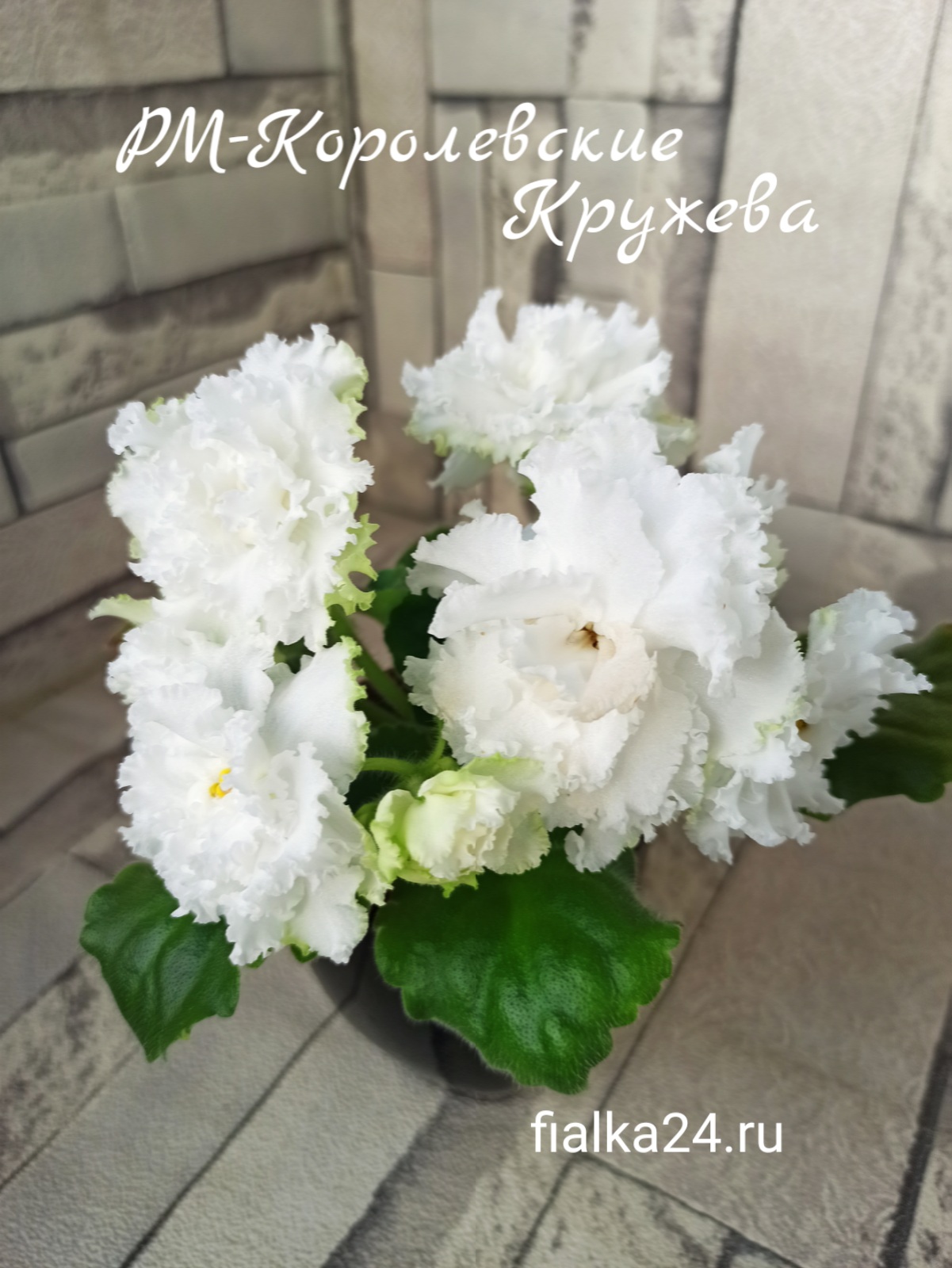 РМ-Королевские Кружева