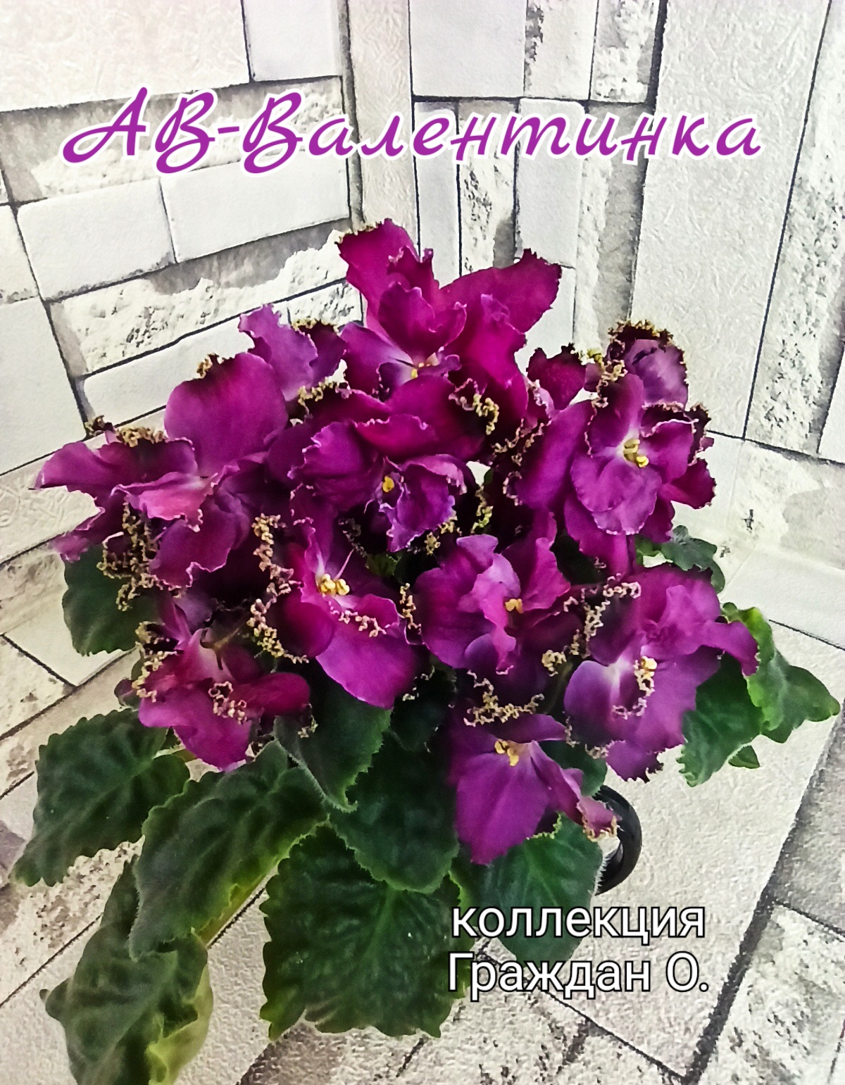 АВ-Валентинка