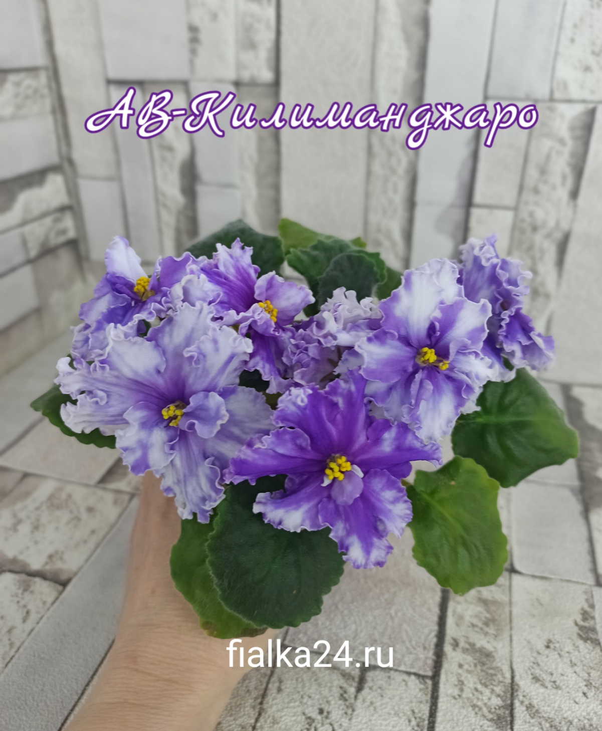 АВ-Килиманджаро