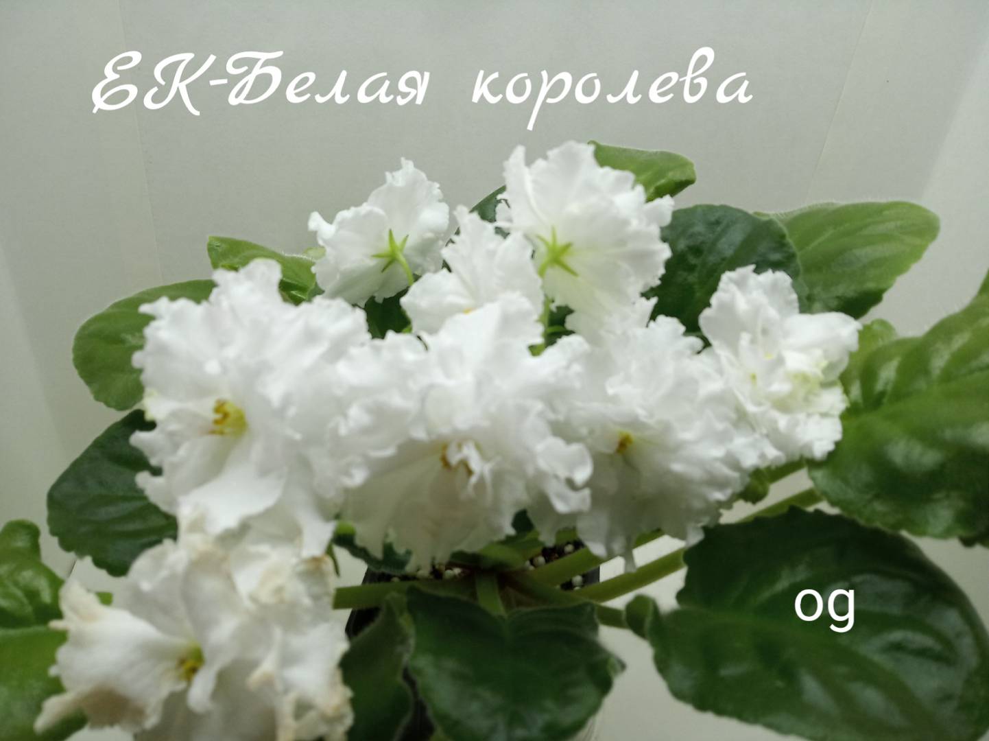 ЕК-Белая королева
