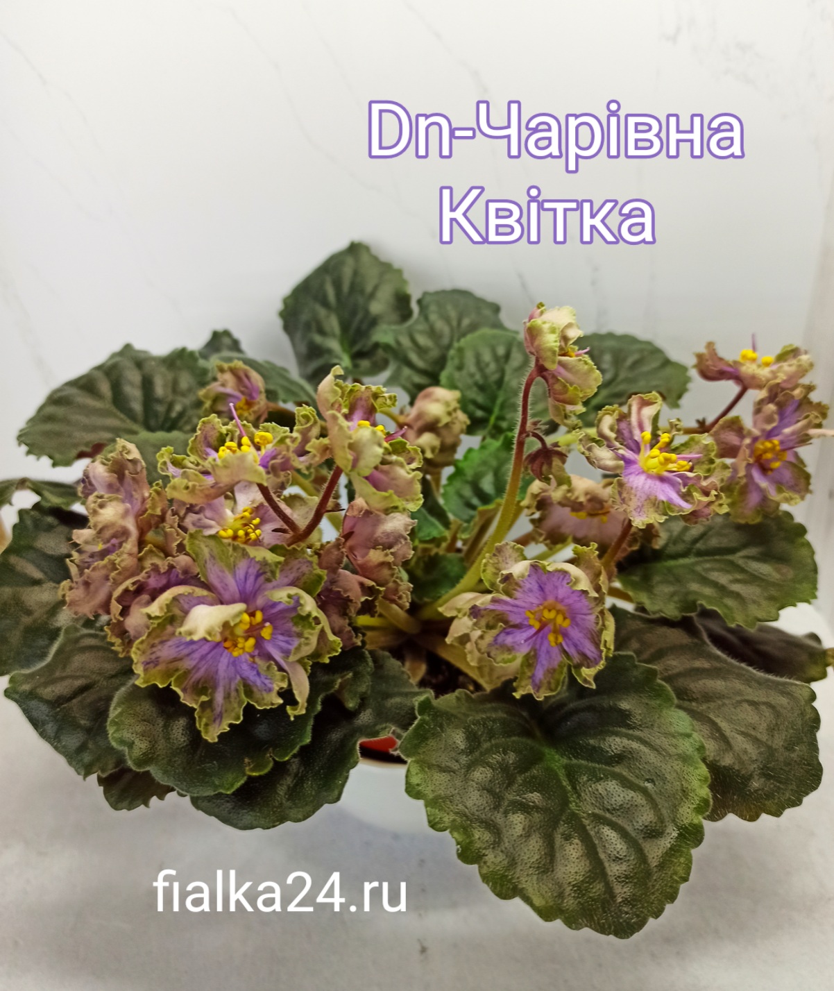 Dn-Чарiвна Квiтка 