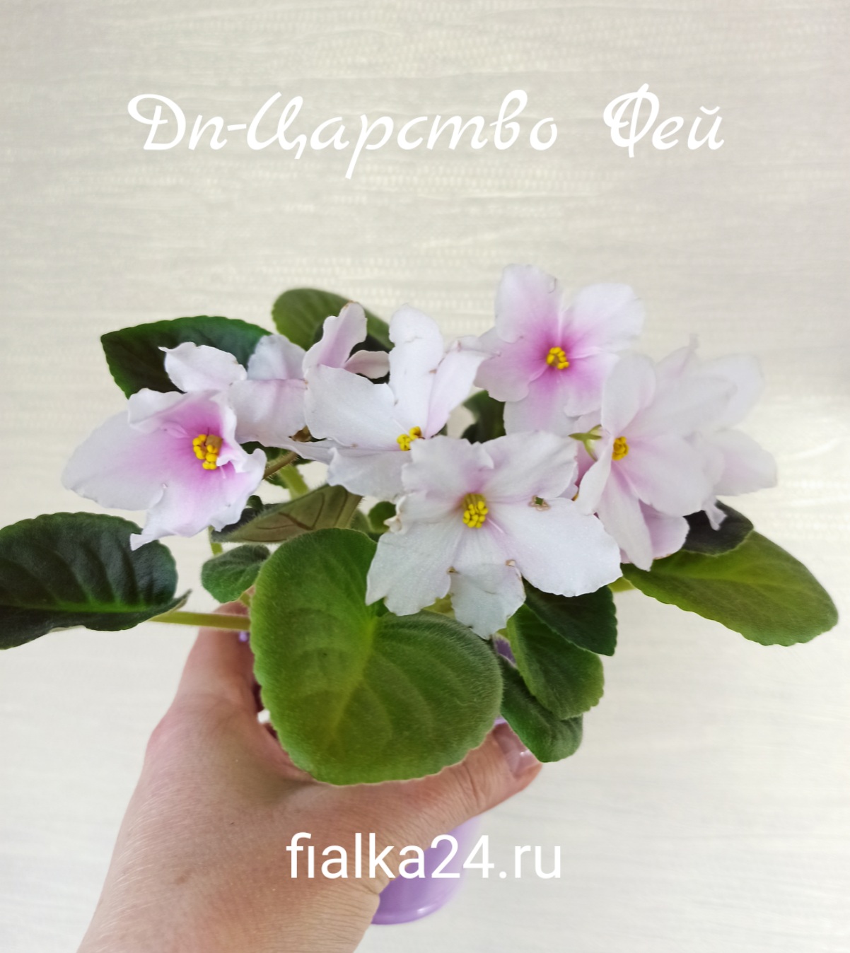 Dn-Царство Фей