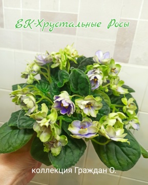 ЕК-Хрустальные Росы