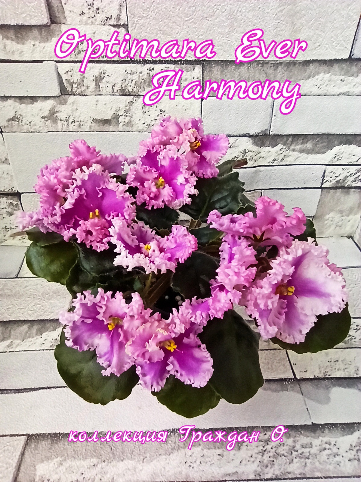 Optimara Ever Harmony (Holtkamp)
