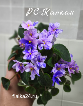 РС-Канкан
