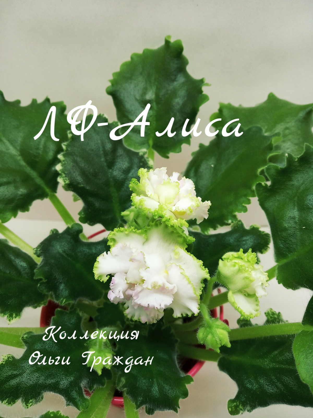 ЛФ-Алиса