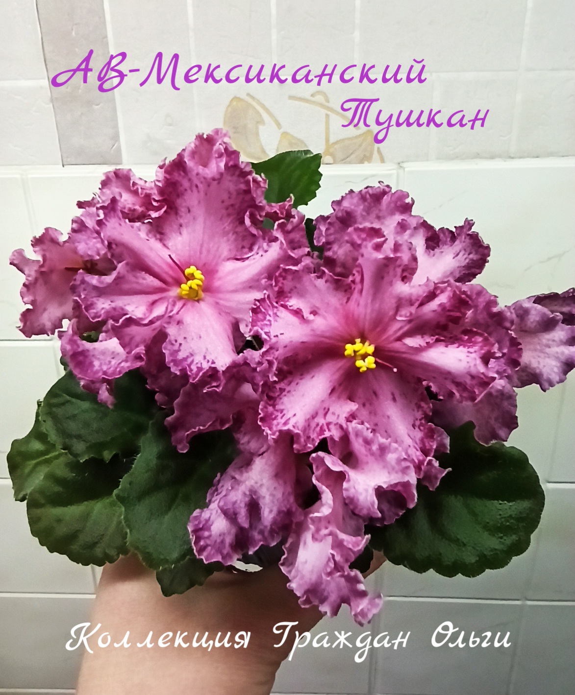 АВ-Мексиканский Тушкан