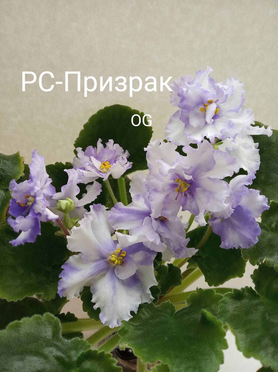 РС-Призрак