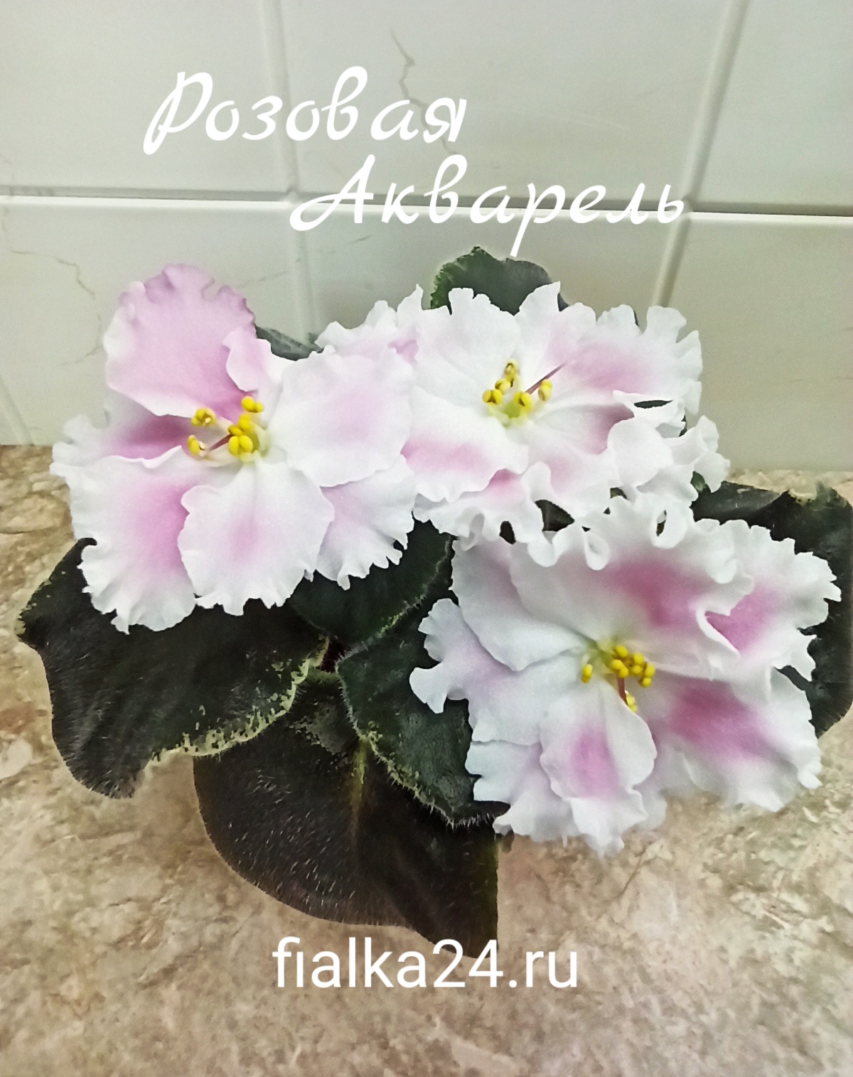 Розовая акварель