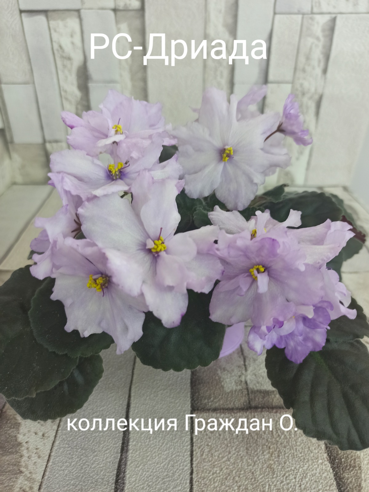 РС-Дриада