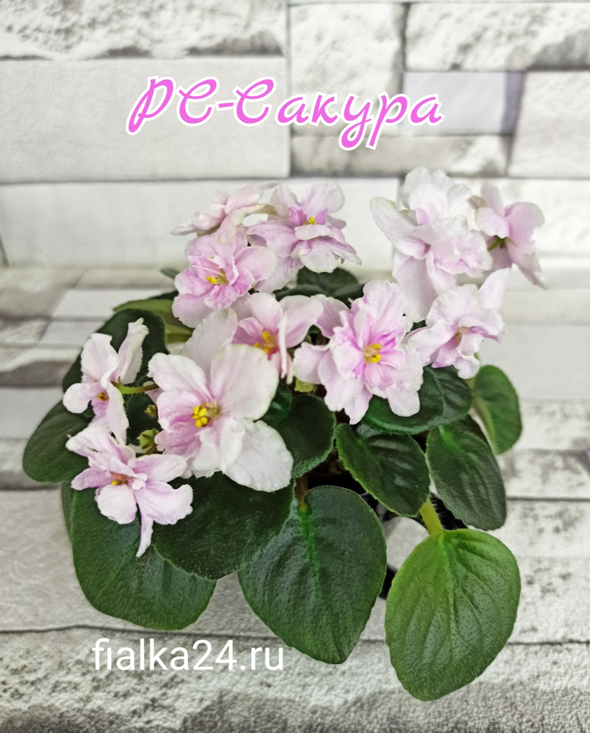 РС-Сакура