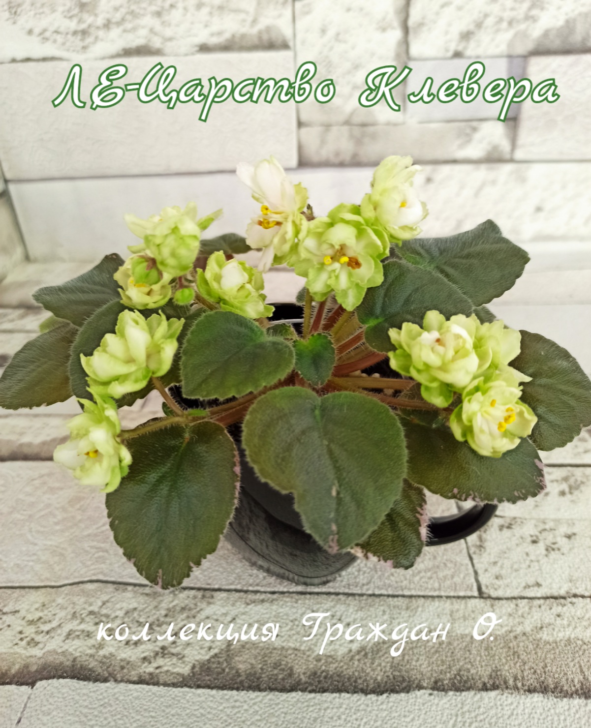 ЛЕ-Царство Клевера