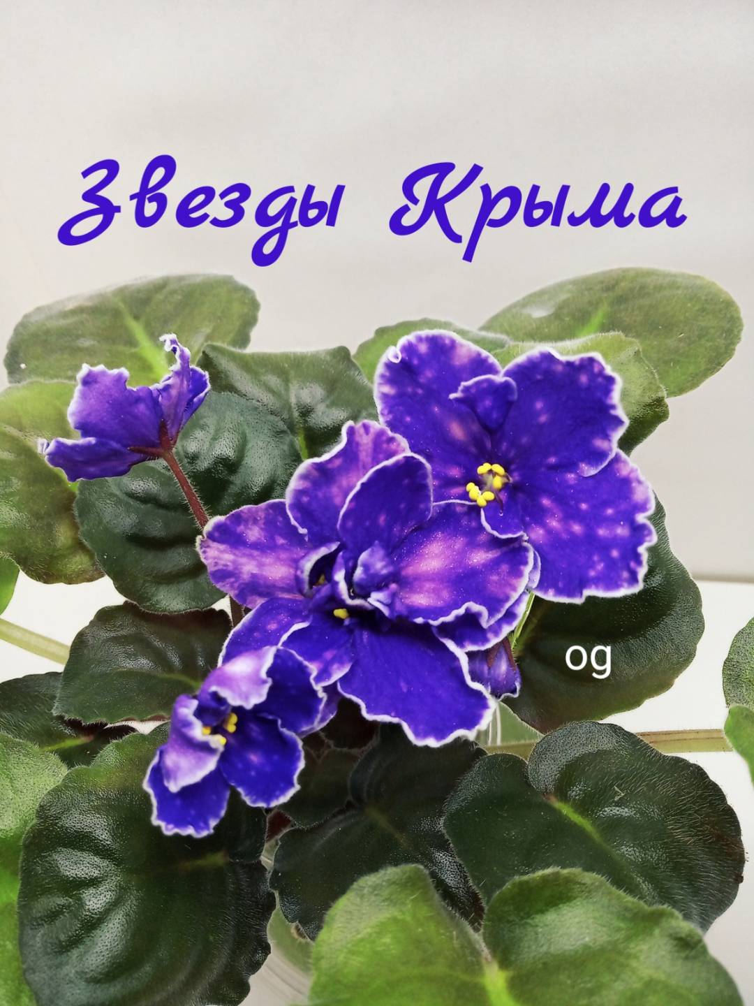 Звезды Крыма
