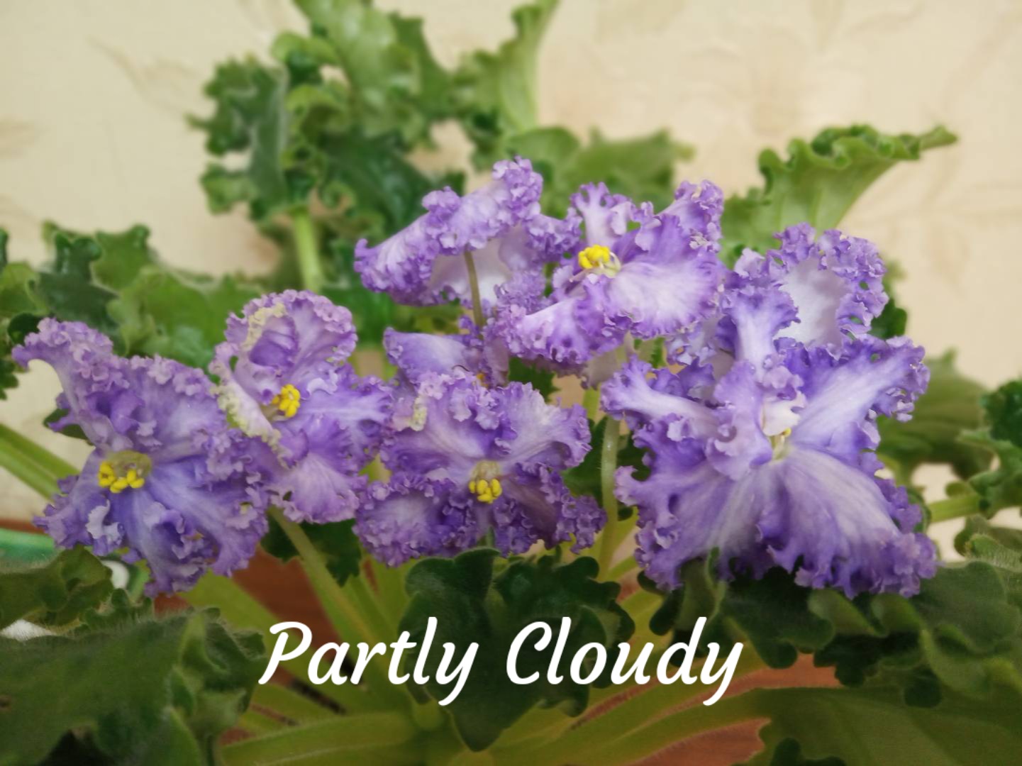 Partly Cloudy (Boon)