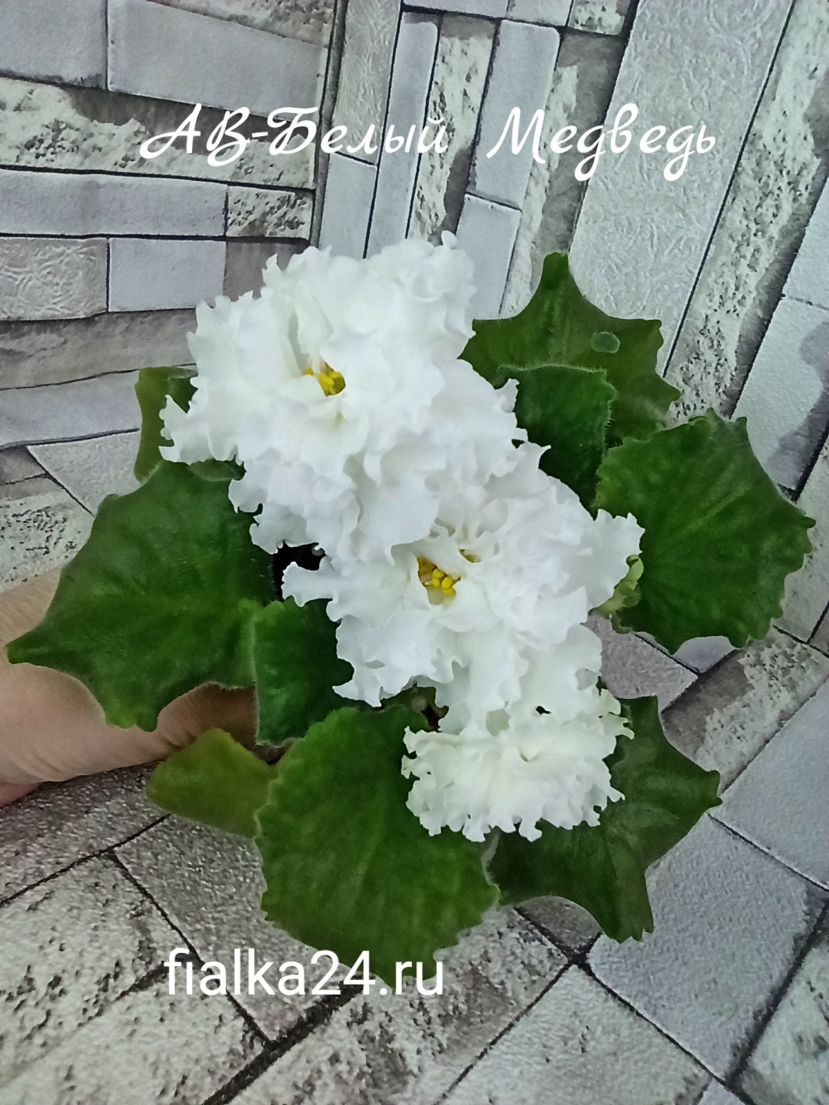 АВ-Белый Медведь
