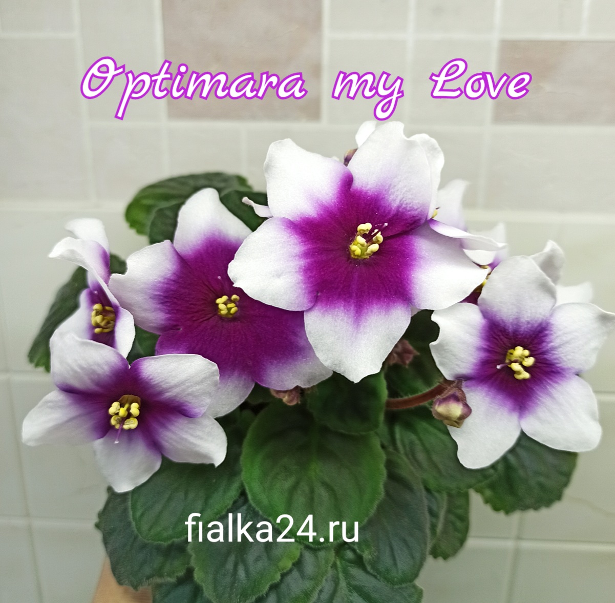 Optimara my Love (Holtkamp)
