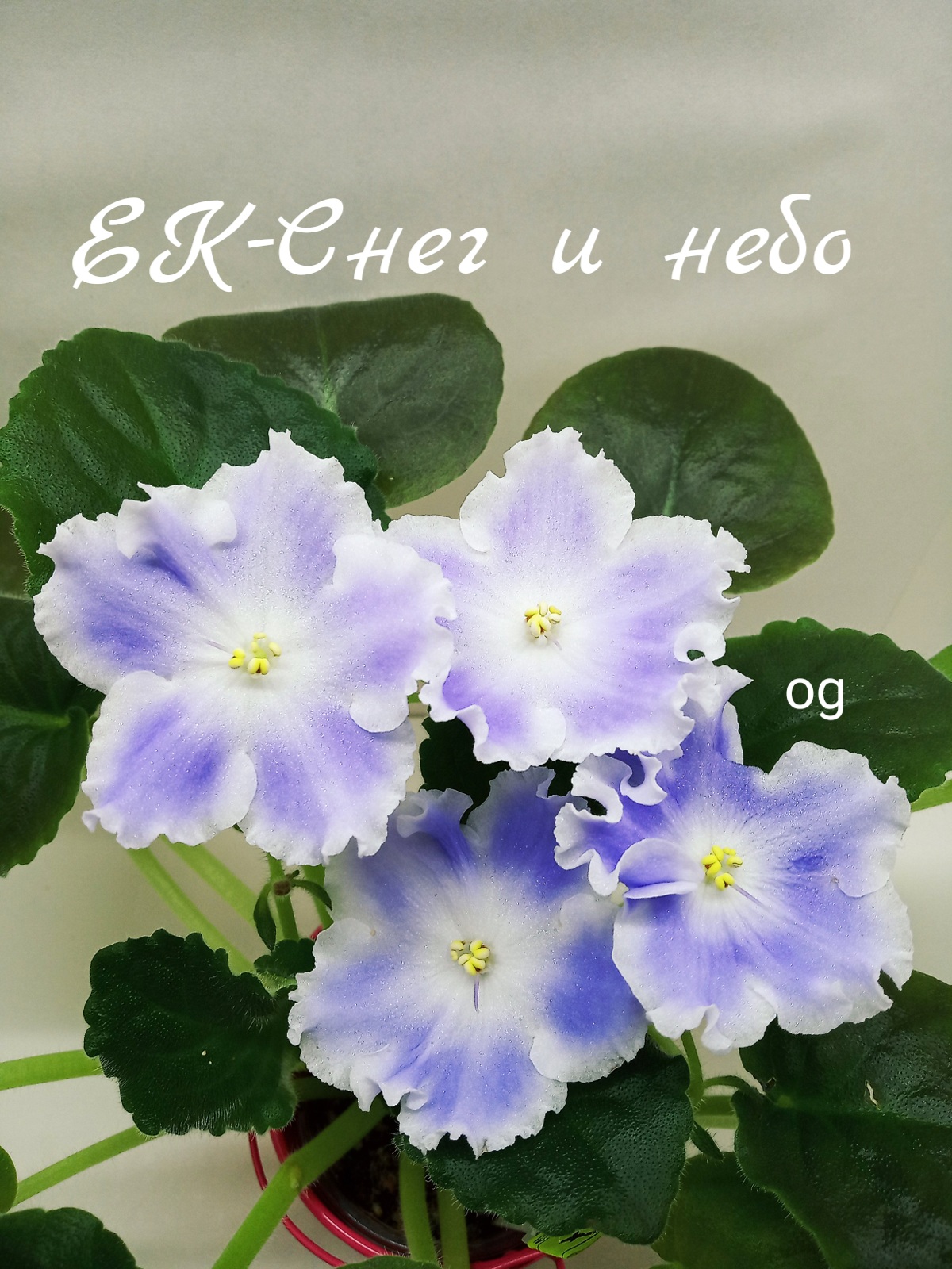 ЕК-Снег и Небо