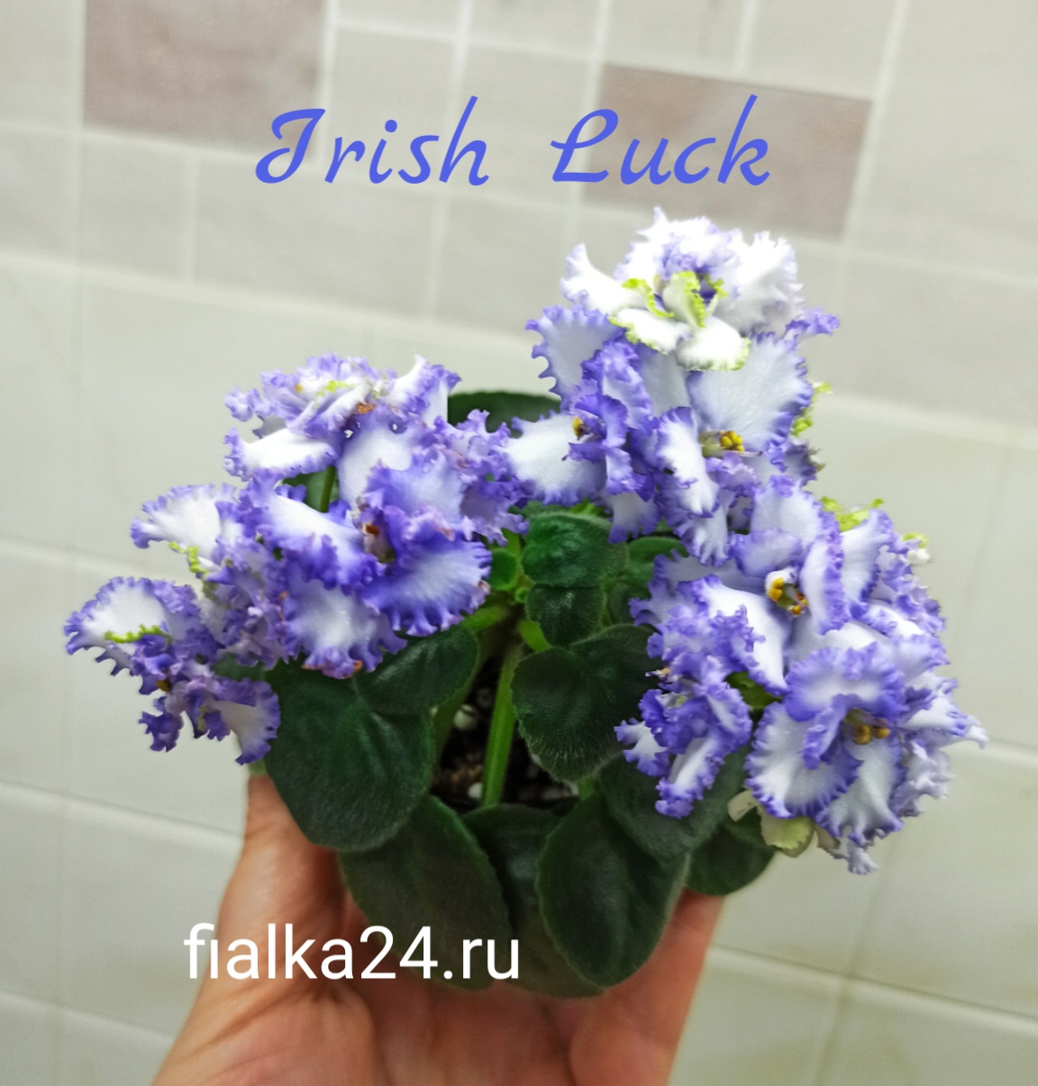 Irish Luck (LLG/Sorano)