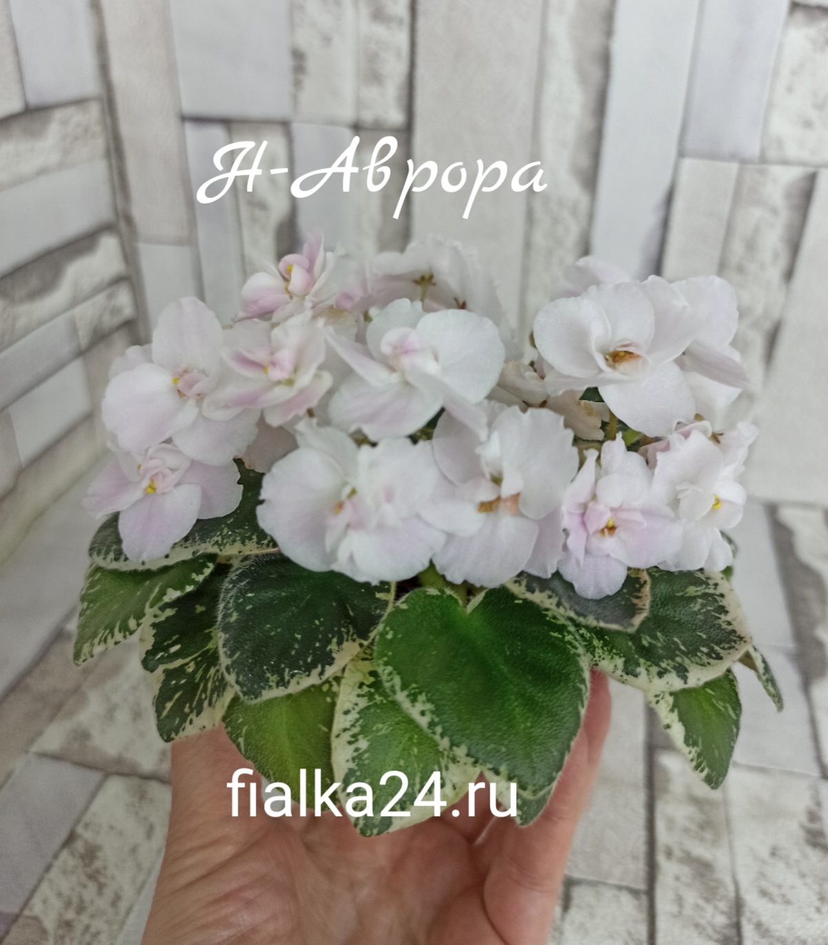 Н-Аврора