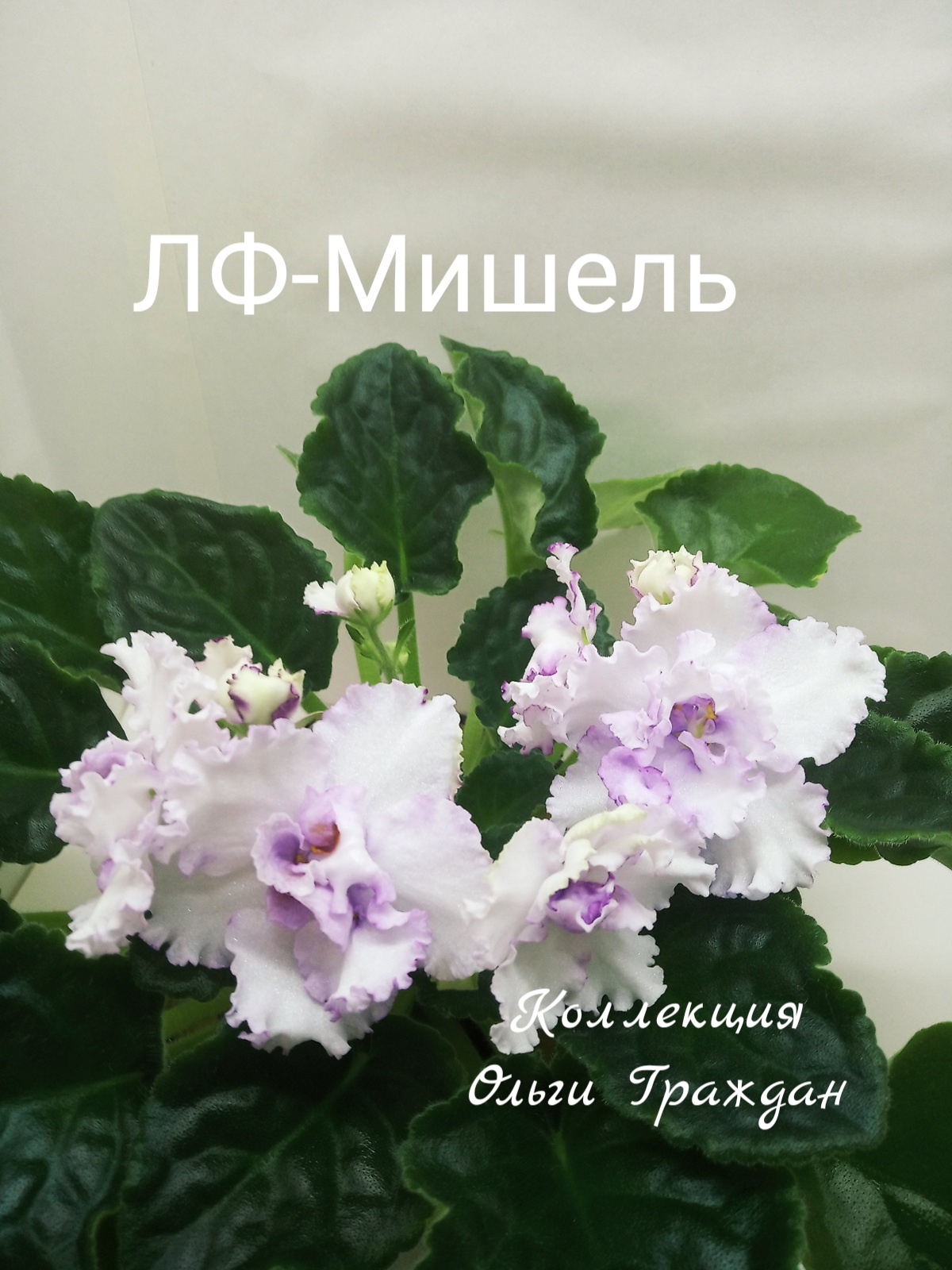ЛФ-Мишель