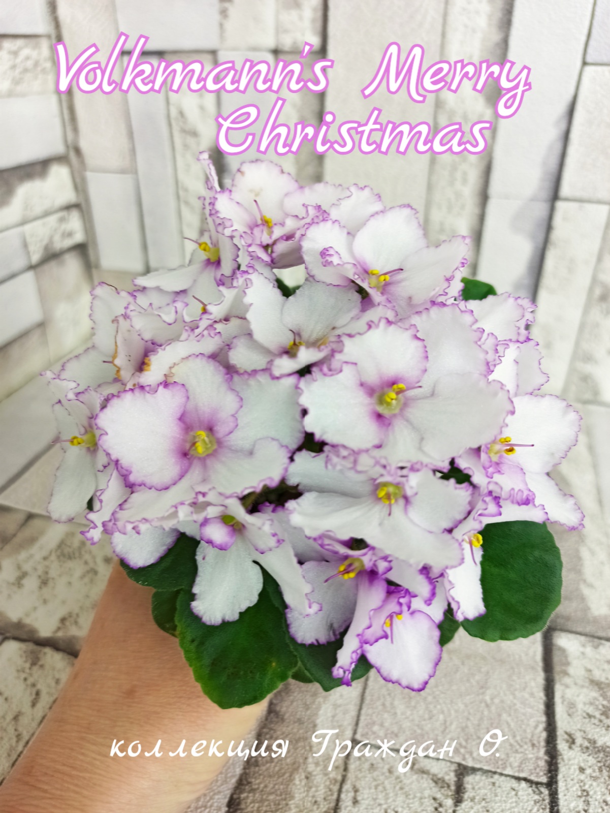 Volkmann's Merry Christmas (Vokmann)