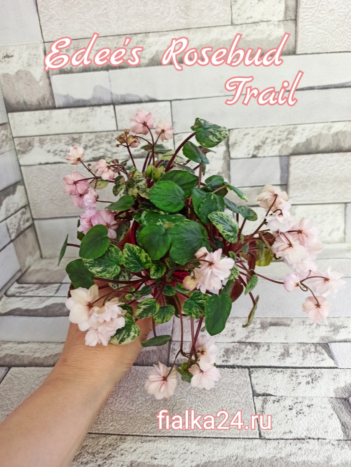 Edee's Rosebud Trail (Harris)