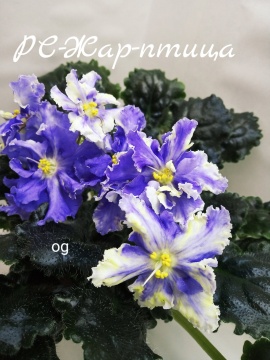 РС-Жар-птица
