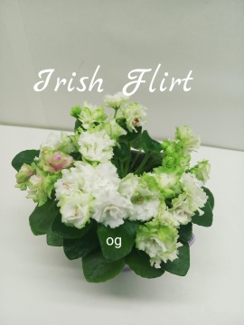 Irish Flirt (Sorano)