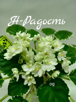 Н-Радость 