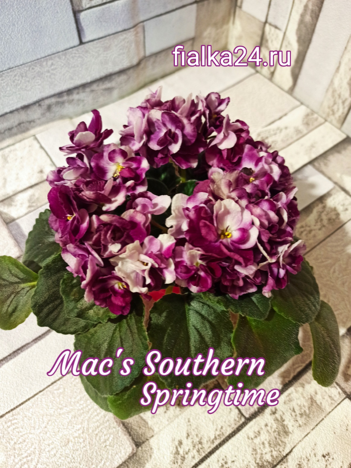 Mac’s Southern Springtime (McDonald)