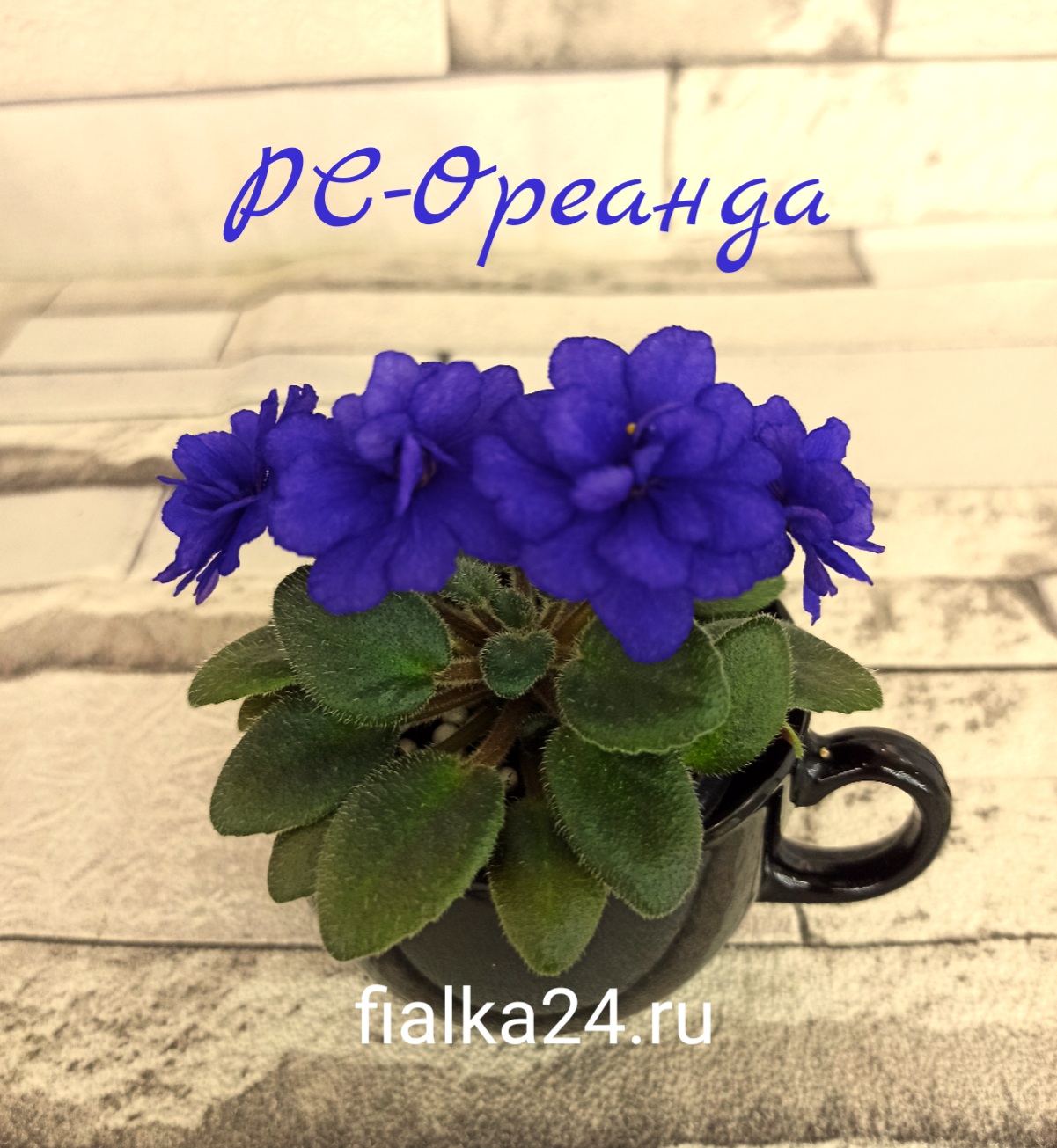 РС-Ореанда