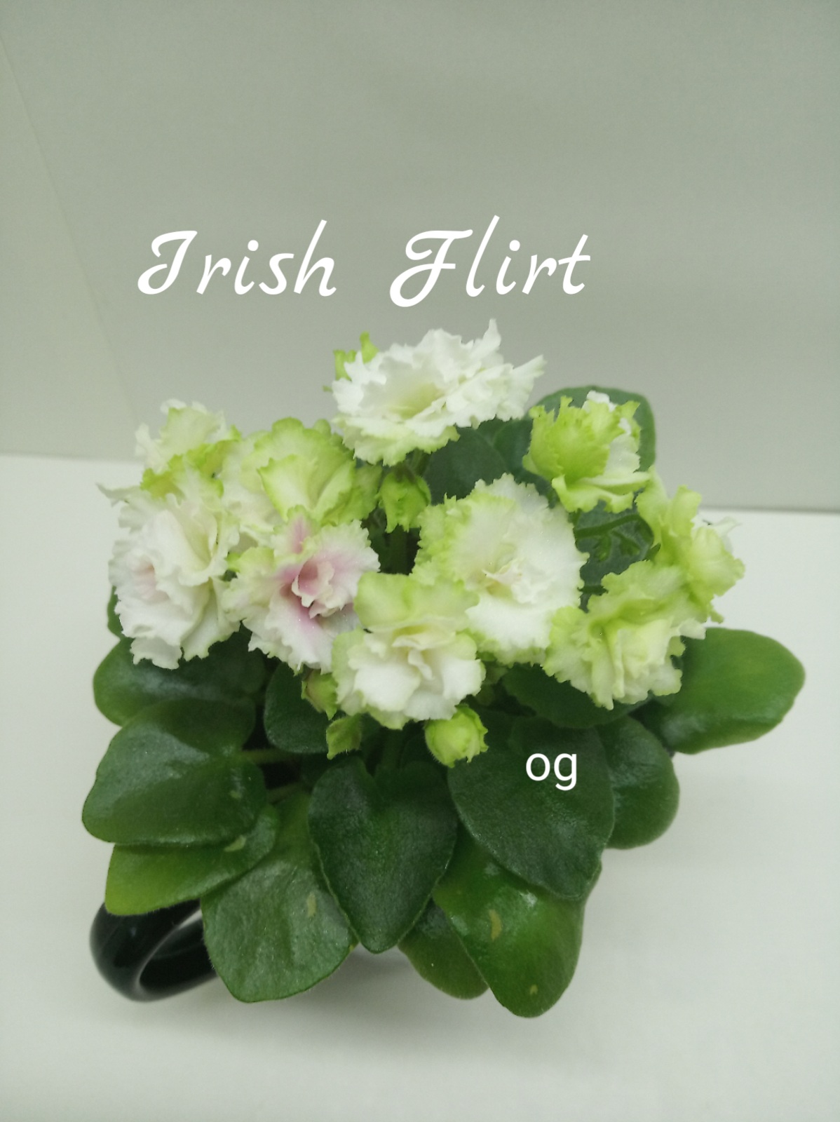 Irish Flirt (Sorano)