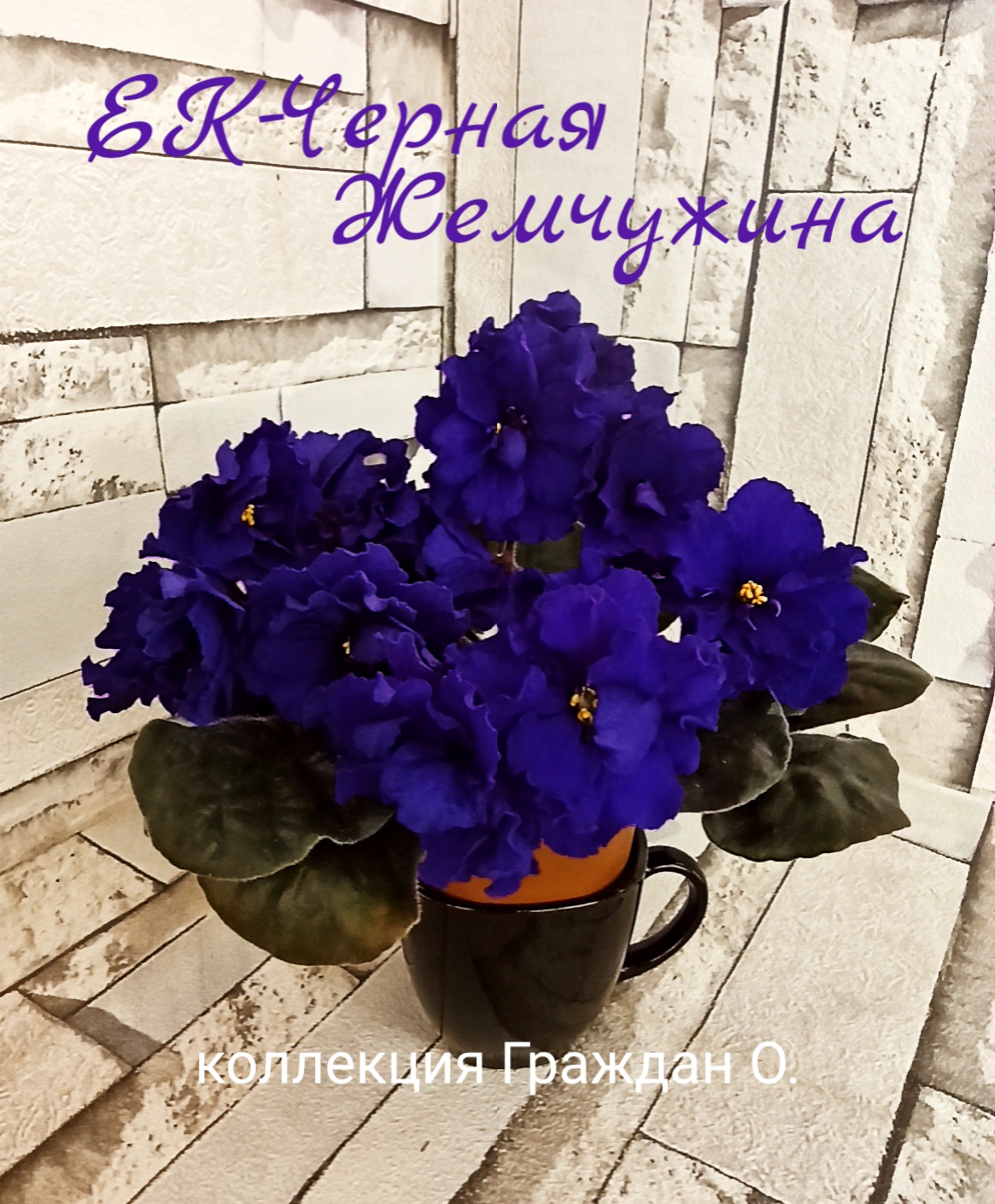 ЕК-Черная Жемчужина