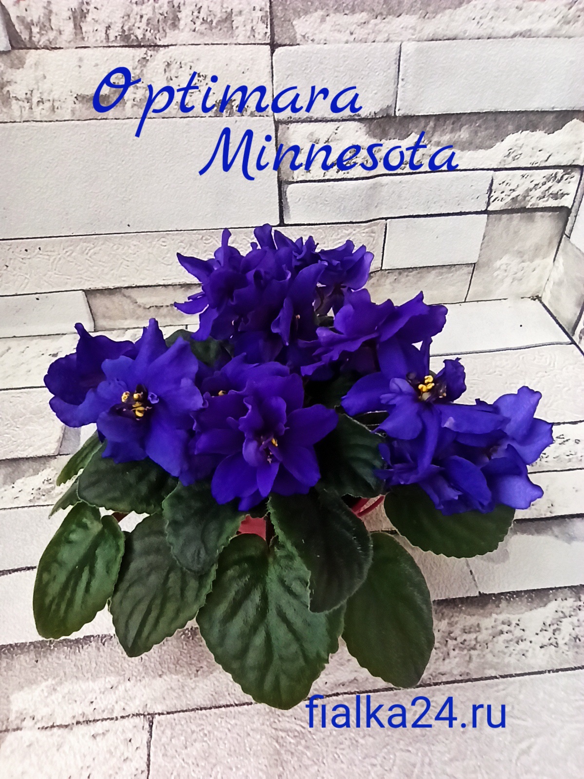 Optimara Minnesota (Holtkamp)