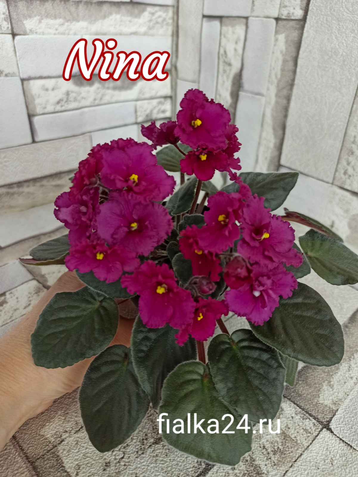 Nina (неизвест)