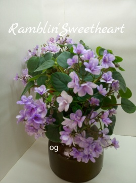 Ramblin’Sweetheart (Sorano)