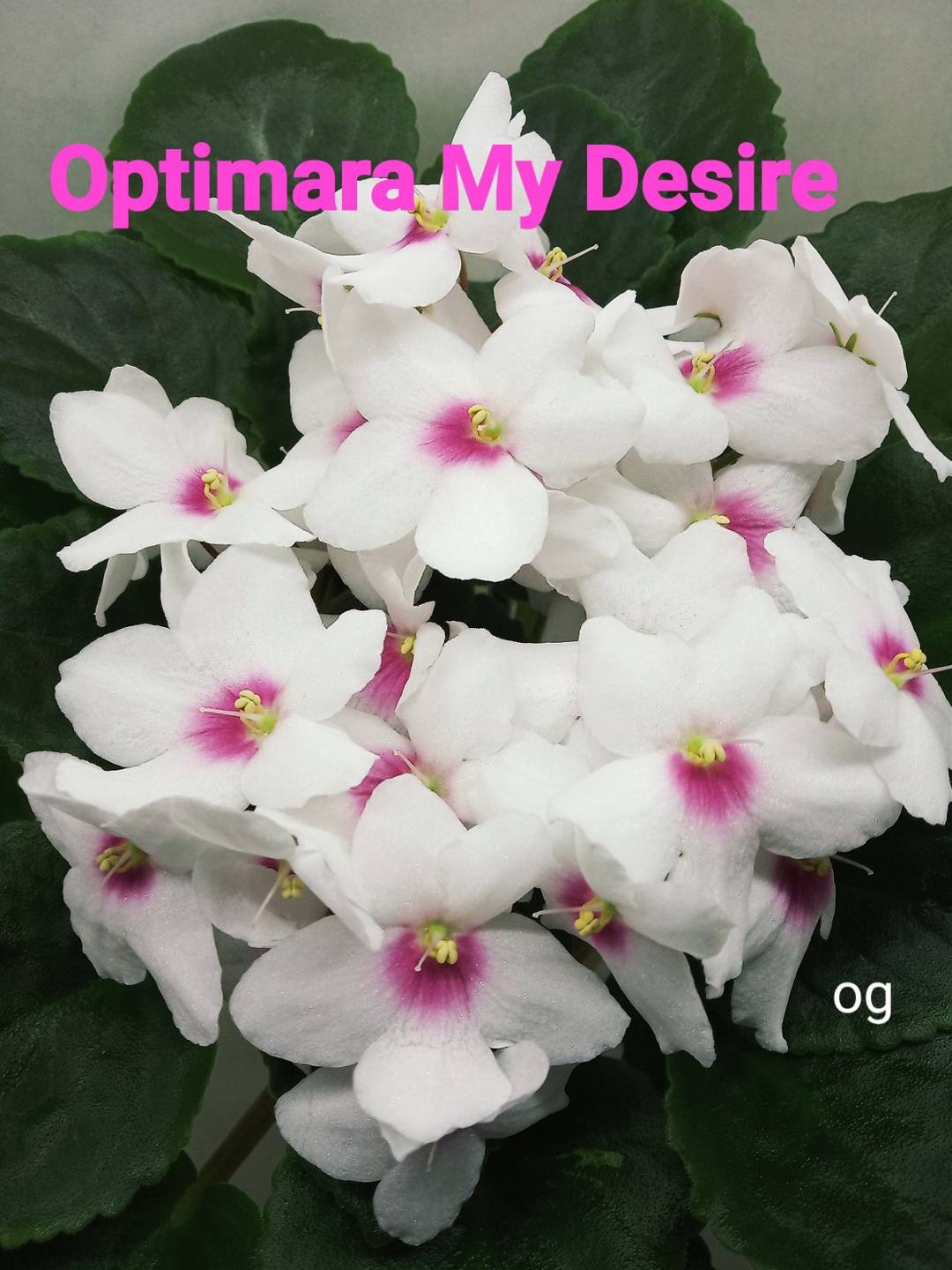 Optimara my Desire (Holtkamp)