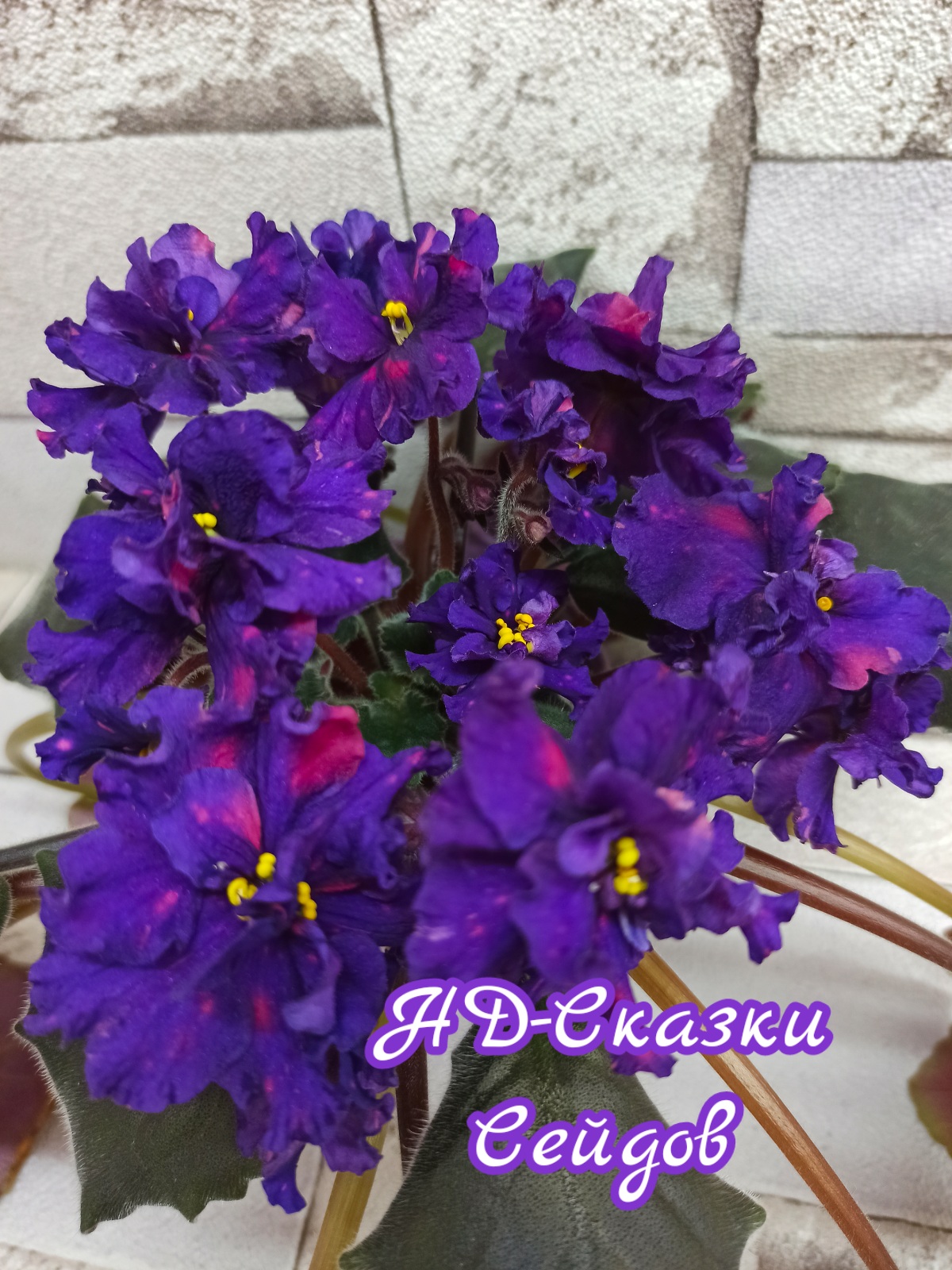 НД-Сказки Сейдов