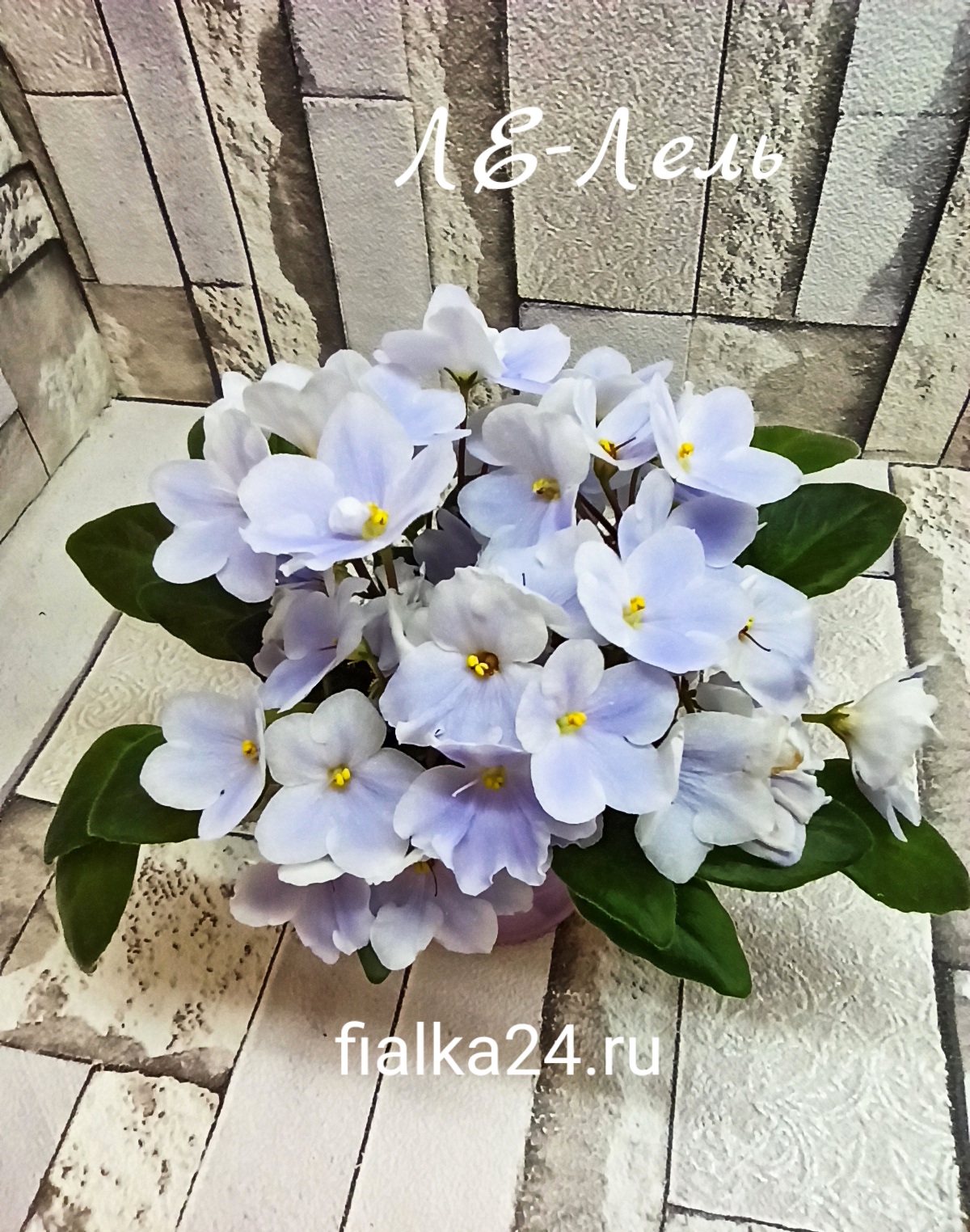 ЛЕ-Лель