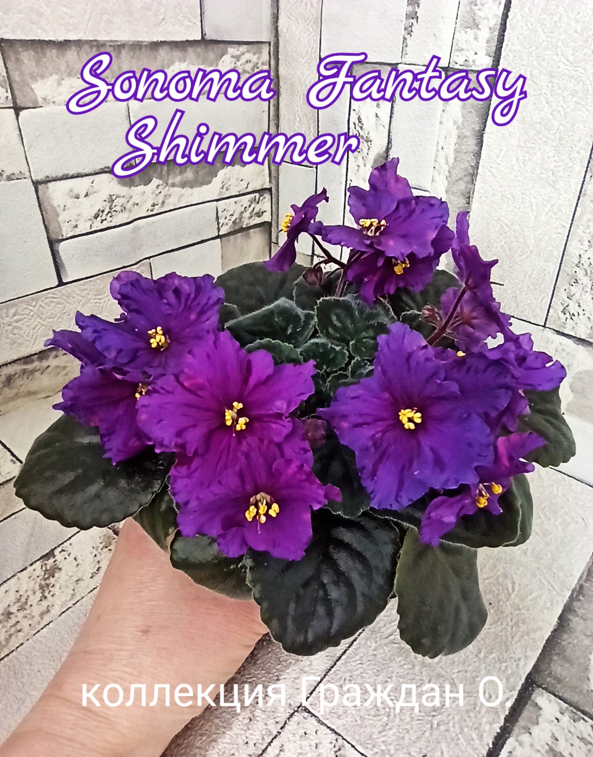 Sonoma Fantasy Shimmer (Borck)