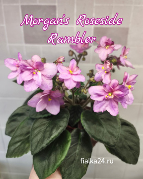Morgan's Roseside Rambler