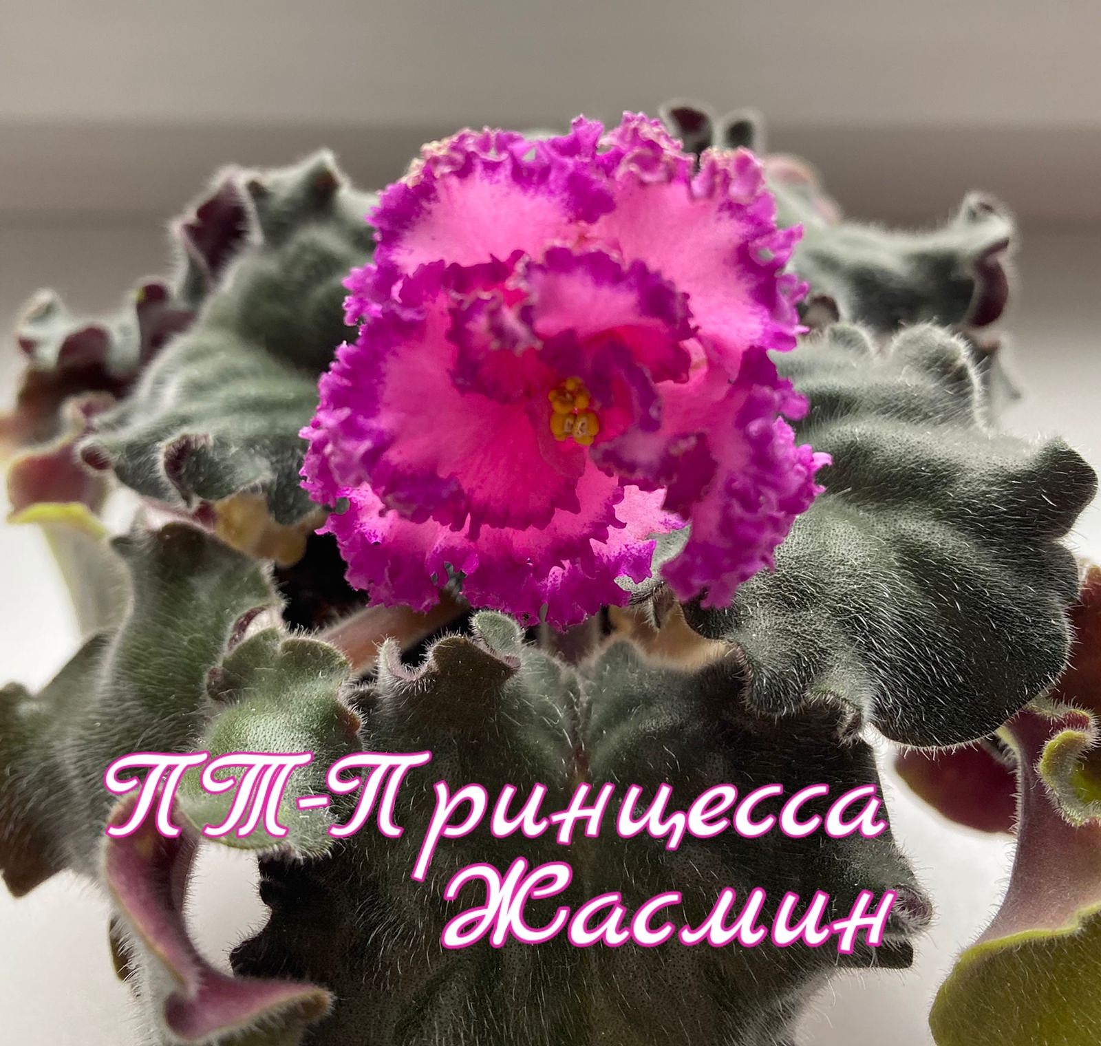 ПТ-Принцесса Жасмин