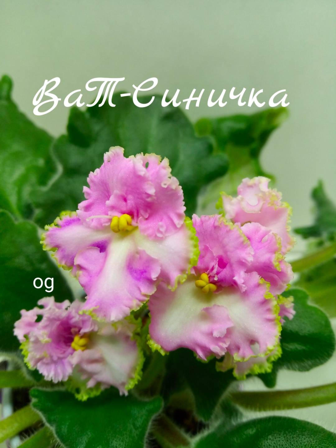 ВаТ-Синичка